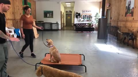 Leash reactive dog training-Dog reactivity training amazing training easy to teach