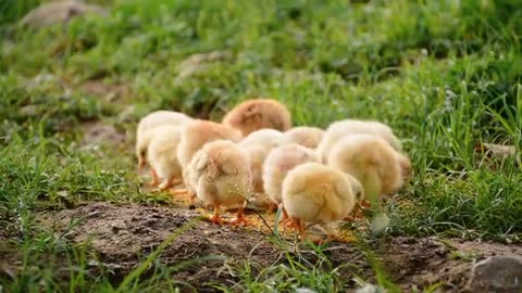 Young chicks eat grain between fields View of GM