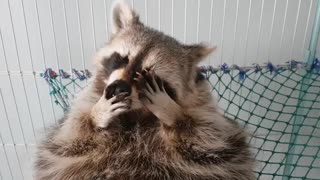 Raccoon washes his face