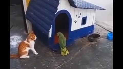 parrot getting ready and laughing 😀 🦜