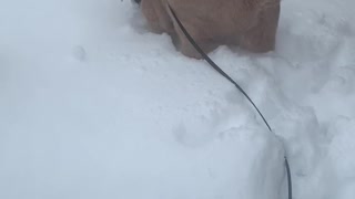 When it snows but cat still wants a walk