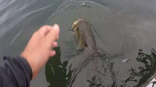 Fisherman Feeds Wild Bass Before Release