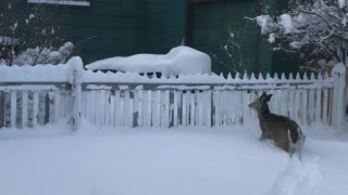 Twin Fawns Frolic Through Thick Snow