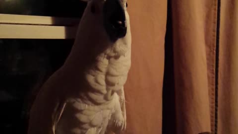 Dancing Cockatoo. ... Who's the goofy one