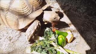 Tonka Eats Big Meal After Hibernation