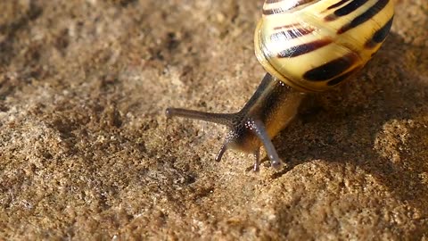 Watch now| Snail mollusc nature
