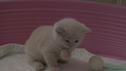 A little cat is playing with the ball after he woke up