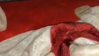 White dog hiding in corner behind red blanket