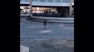 Deer Jumps Into Ohio River In Louisville