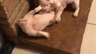 ATTACK!!!ALL WHITE PITBULL PUPPIES