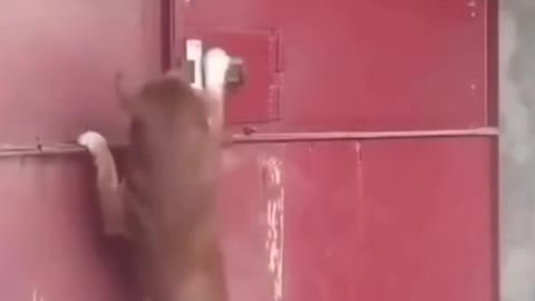 Dog climbs up the gate to open it funny video - 😄🐶🐕🐩😸😻