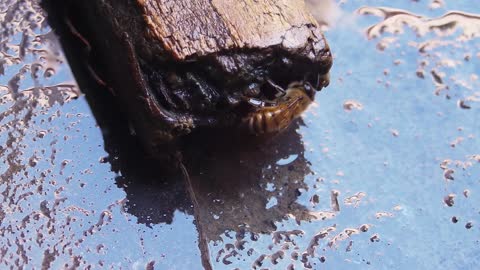 A Honey Bee Making Nectar