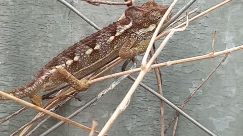Chameleon on a Branch