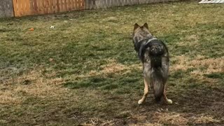 My Wolf(dog) Howling