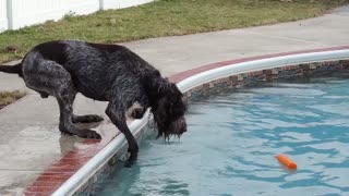 Dog Fails Fetch Training by Working Smart, Not Hard!