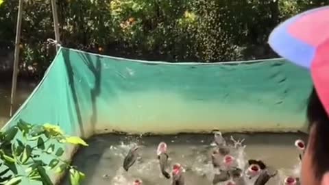 Lot of fish jumping in air for foods