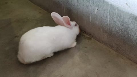 Cute Rabbit Eating Carrot 😁😁👍🐰🐰🥕🥕