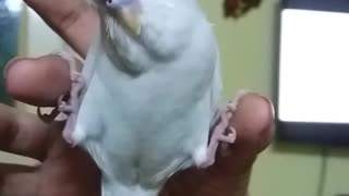 Parrot preciously sleeps between owner's fingers