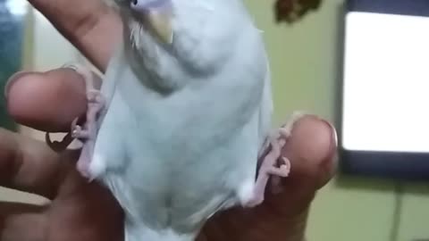 Parrot preciously sleeps between owner's fingers