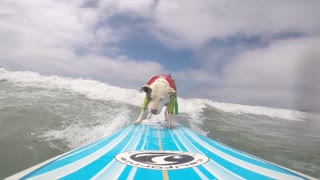 Pitbull Surfs the California Coast