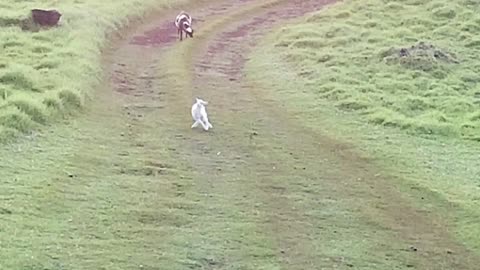 Funny Sheep hopping