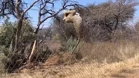 Leopard grabbing a big catch