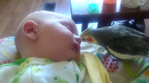That cockatiel gives kisses and sings to a sleeping baby.