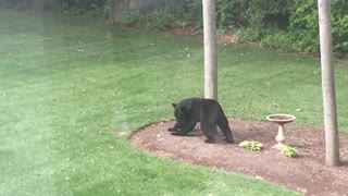Black Bear Scratches his Back