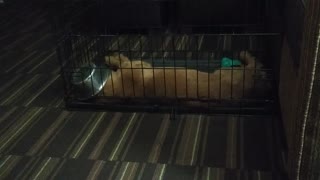 Golden Retriever puppy is definitely sleeping off a food coma