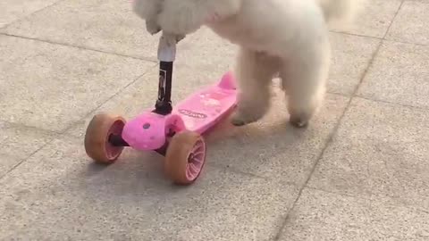 Scooter master