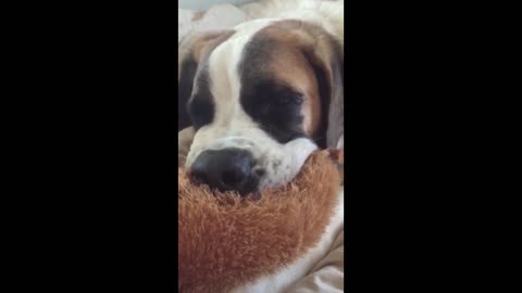 Dog Sucks On Stuffed Animal