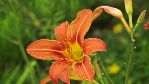 Flowers and Nature