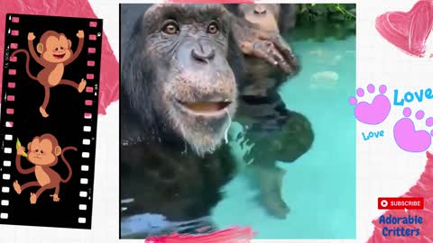 Cute Funny Monkeys: Makes us smile