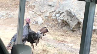 Rare turkey fight