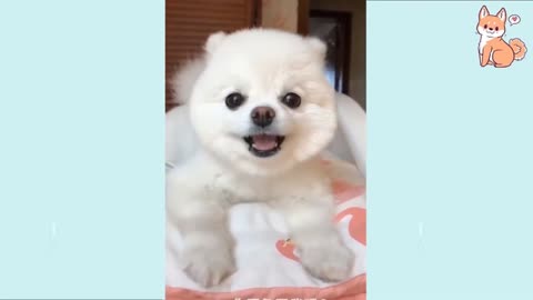 Baby Dog- Baby and Fluffy dog Video #1 | Baby Animals