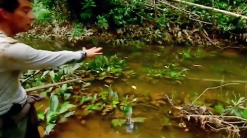 Bear Grylls Eats the Biggest Grubs He's Ever Seen - Man vs. Wild