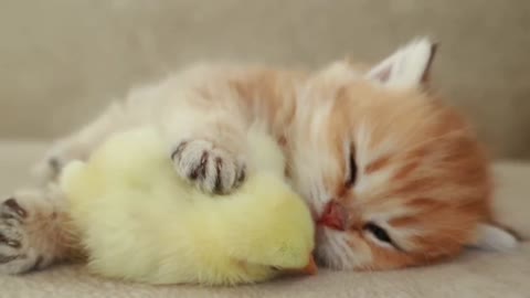funny cat with chiken