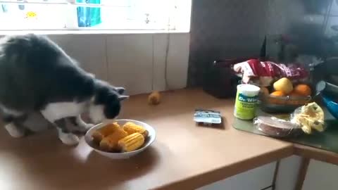 Kitten cought stealing Maize