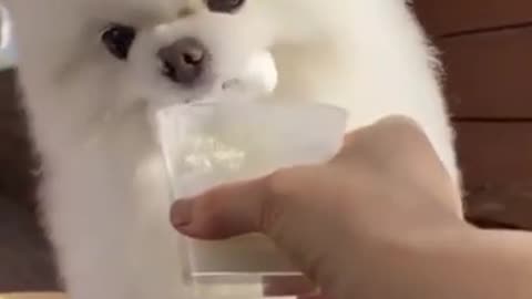 Cute Dog eating Ice Cream