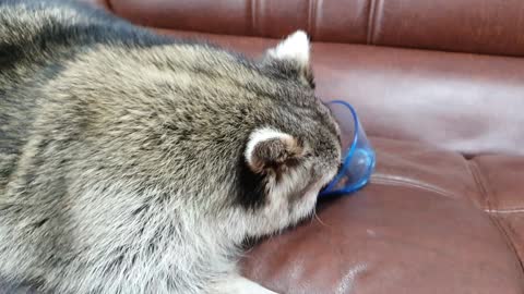 Raccoon is eating green grapes lying on the couch.