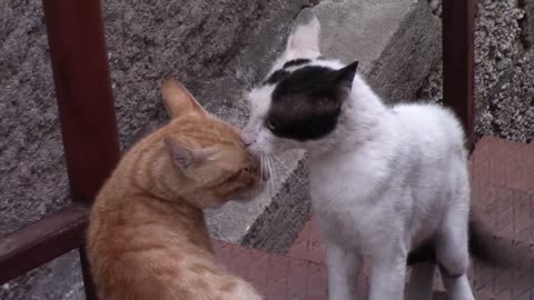 Unlikely animal friendships: Cat anger comic video 🤣