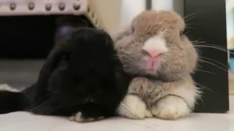 White rabbit and black rabbit.