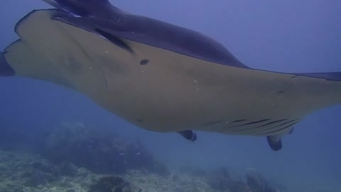 Manta Point in Komodo NP is a great place to see manta rays