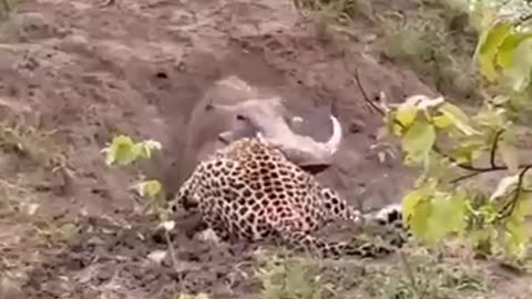 leopard vs warthog- jungle safari wildlife photographer _animals..