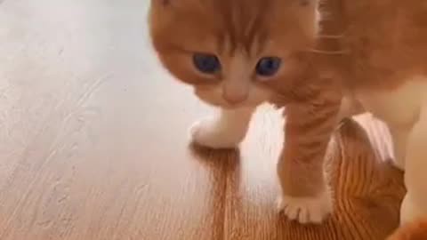 Beautiful cat 🐈‍⬛ trending video