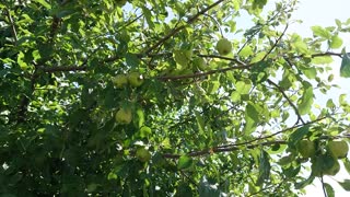 apple tree