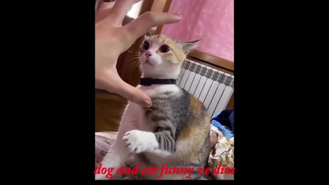 "Paws and Claws Comedy: Hilarious Dog and Cat Videos"