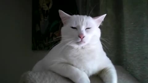 Many white cats are deaf this one is wishing he were.