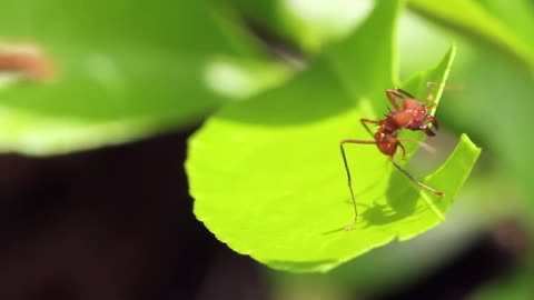 Top Animal Partnerships (Symbiotic)