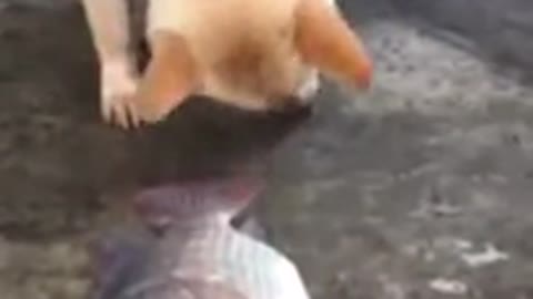 A dog tries to save a fish